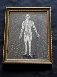 Image 3 of The Skeleton -  Vintage ANATOMICAL COLLECTION 