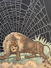 Image 4 of Pair of Lions 1800's engraving plates with preserved spider web - French Antique Frame