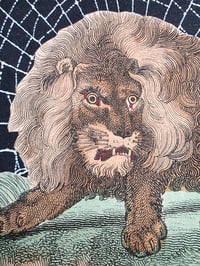 Image 5 of Pair of Lions 1800's engraving plates with preserved spider web - French Antique Frame