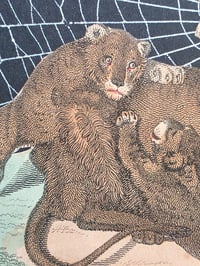 Image 8 of Pair of Lions 1800's engraving plates with preserved spider web - French Antique Frame