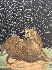 Image 6 of Pair of Lions 1800's engraving plates with preserved spider web - French Antique Frame