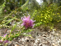 Image 1 of Melaleuca pulchella – Claw Honey-myrtle