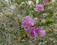Image 3 of Melaleuca pulchella – Claw Honey-myrtle