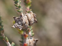 Image 4 of Melaleuca pulchella – Claw Honey-myrtle