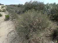 Image 2 of Melaleuca pulchella – Claw Honey-myrtle