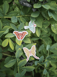 Image 2 of Clear Bug Stickers