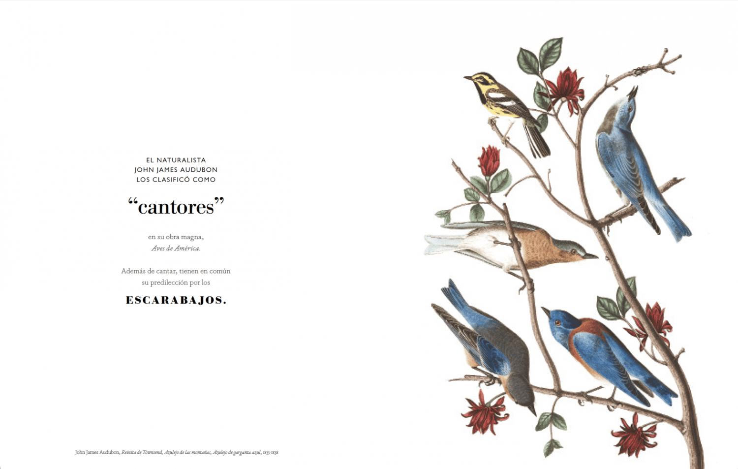 Image of Aves en el arte