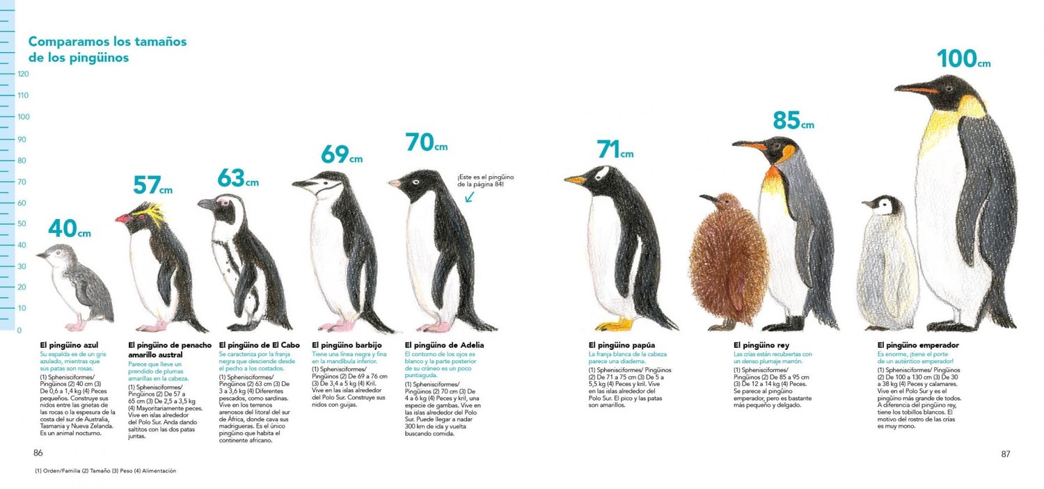 Image of Cómo son los animales y cómo dibujarlos Con lápices de colores
