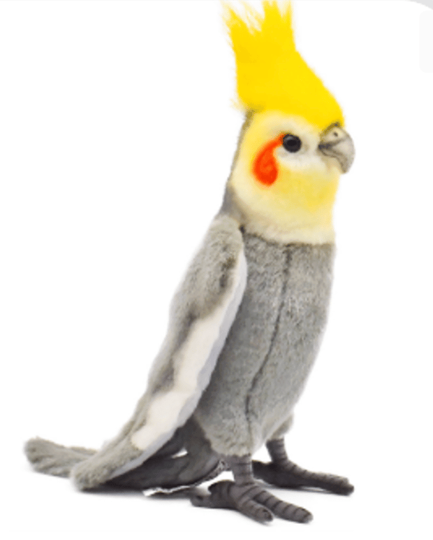 Birds of All Kinds! - Image 7 of 10