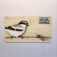 Loggerhead Shrike - drawing on antique envelope