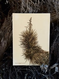 Image 3 of Joshua Tree Study 2