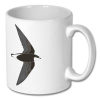 Image 5 of White throated Needletail - June 2020