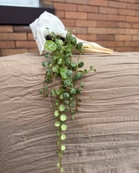 Image 3 of String of Turtles in Seashell