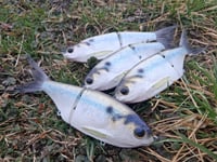 Image 2 of Snack Shad