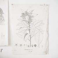 Image 5 of Lot de 2 planches de botanique Alstonia & Argophyllum