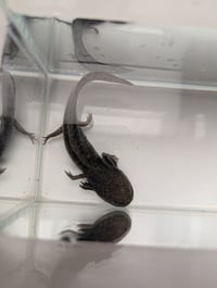 Image 2 of Starburst Wild Juvenile Axolotl