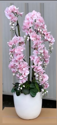 Image 2 of Pink floor standing orchid 