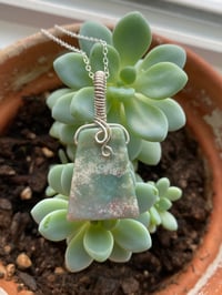 Image 3 of Echeveria