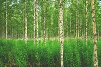 Image 1 of White Birch