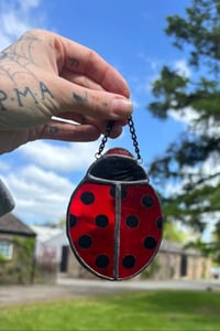 Ladybug