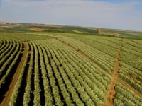 Image 3 of VOYAGER (#27): Light Roast from Brazil