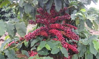 Image 5 of VOYAGER (#27): Light Roast from Brazil