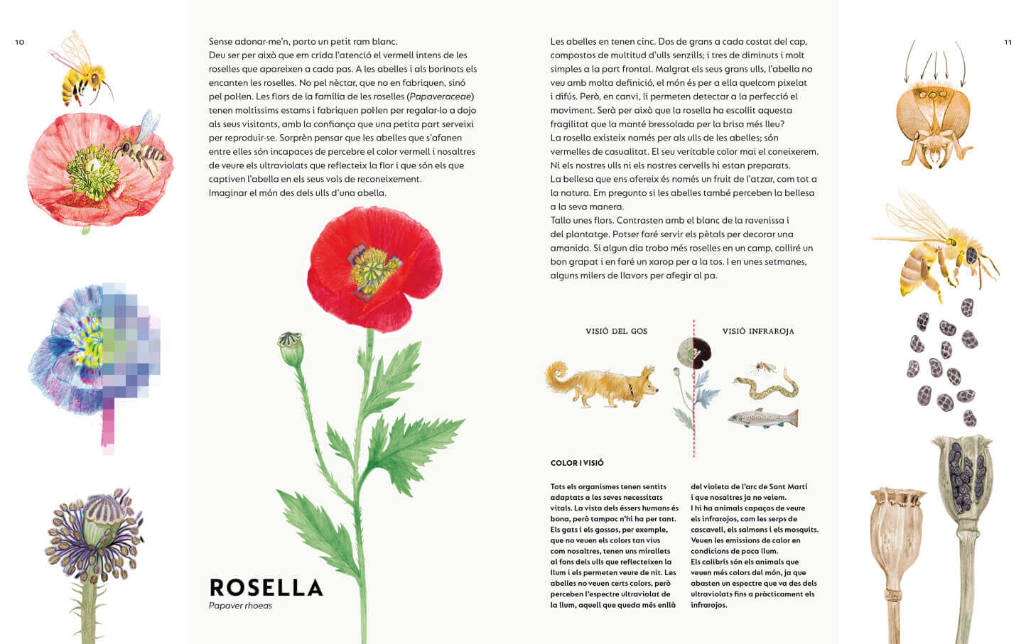 Image of Un ram de males herbes