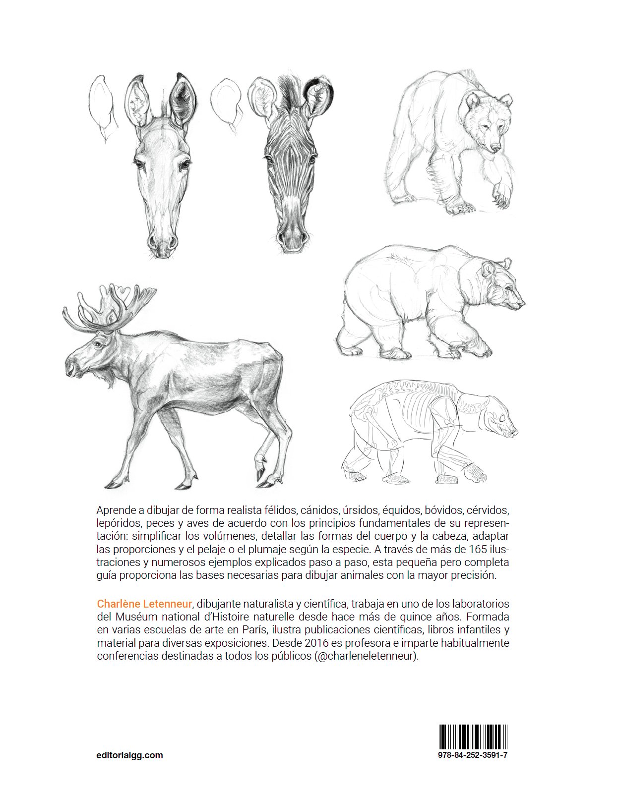 Image of Dibujar los animales