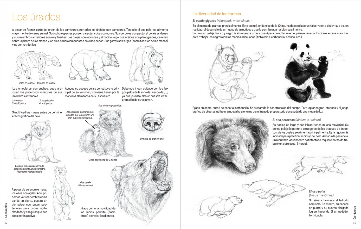 Image of Dibujar los animales