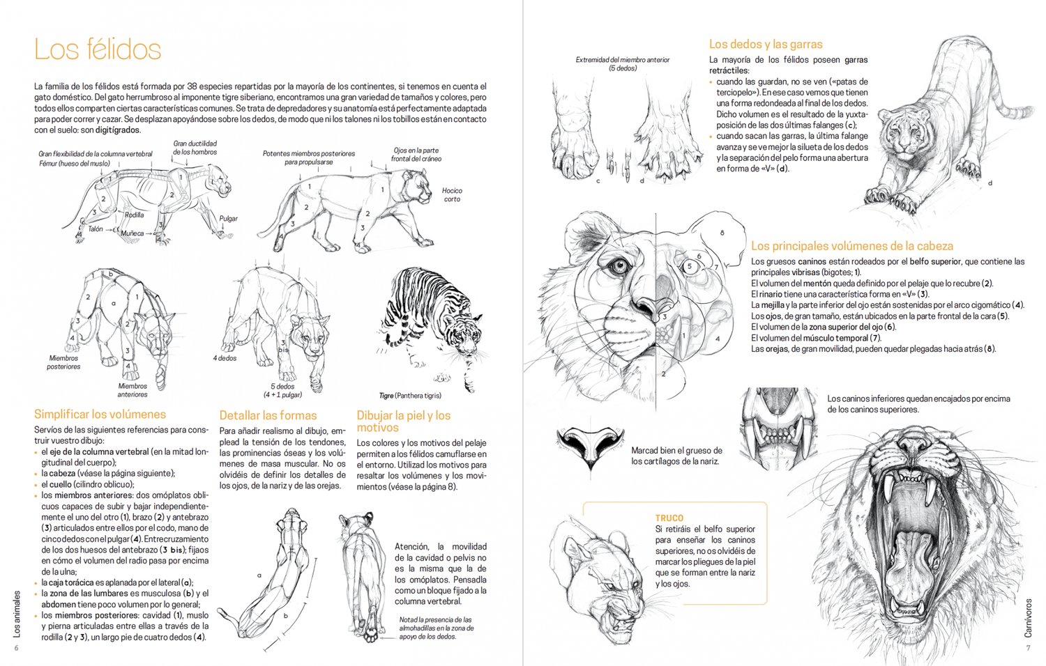 Image of Dibujar los animales