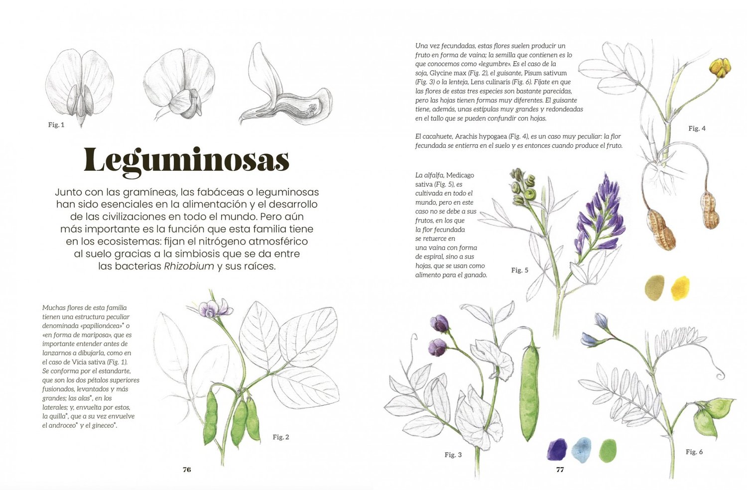 Image of Ilustración botánica Un manual para aprender a observar y representar el mundo vegetal