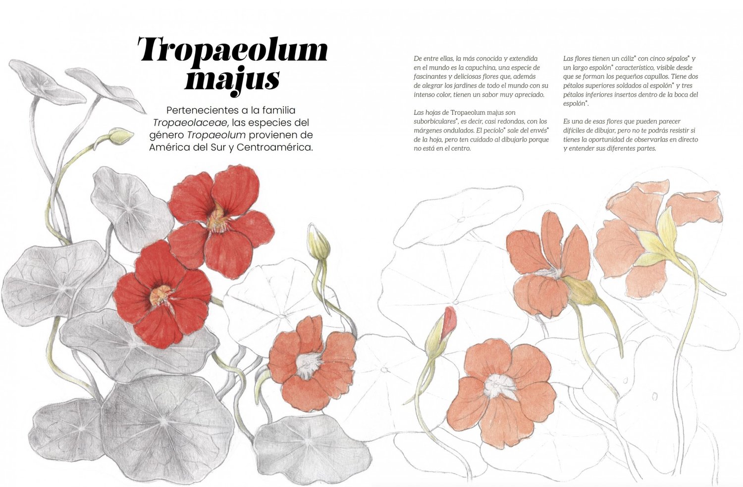 Image of Ilustración botánica Un manual para aprender a observar y representar el mundo vegetal