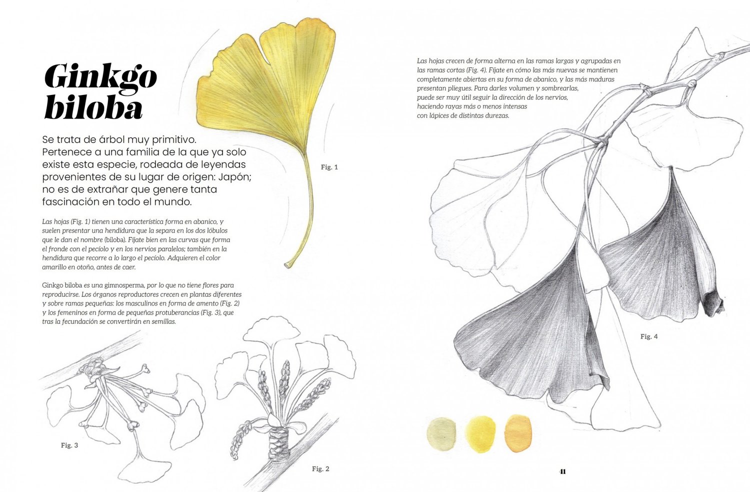 Image of Ilustración botánica Un manual para aprender a observar y representar el mundo vegetal