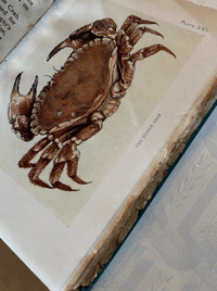 Image 3 of SPECIAL ORDER: The Sea-shore Shown Series 
