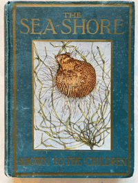 Image 1 of SPECIAL ORDER: The Sea-shore Shown Series 