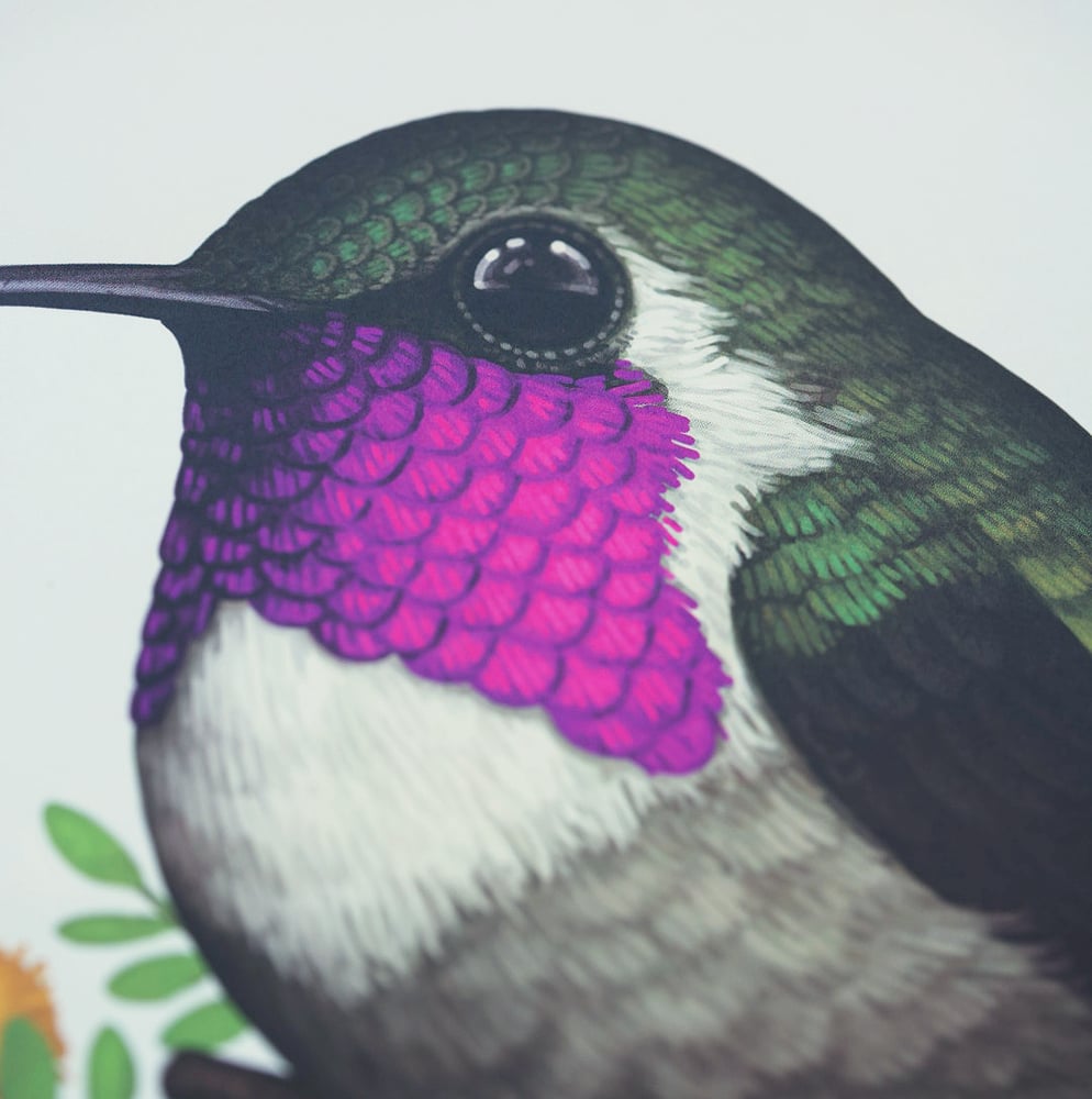 Image of Lucifer Hummingbird (Screenprint)