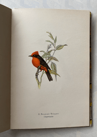 Image 3 of Birds of La Plata