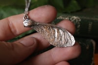 Image 2 of Vera samara di acero sicomoro rivestita d'argento 10