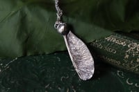 Image 2 of Vera samara di acero sicomoro rivestita d'argento 9