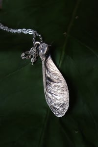 Image 3 of Vera samara di acero sicomoro rivestita d'argento 7