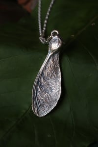 Image 2 of Vera samara di acero sicomoro rivestita d'argento 6