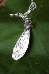 Image 3 of Vera samara di acero sicomoro rivestita d'argento 5