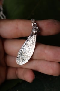 Image 1 of Vera samara di acero sicomoro rivestita d'argento 5