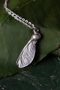 Image 1 of Vera samara di acero sicomoro rivestita d'argento 4