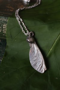 Image 2 of Vera samara di acero sicomoro rivestita d'argento 4