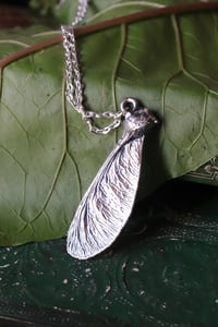 Image 2 of Vera samara di acero sicomoro rivestita d'argento 3