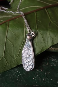 Image 3 of Vera samara di acero sicomoro rivestita d'argento 1