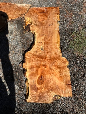Maple Burl 2