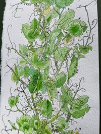 Image 2 of Aristotle - Artwork