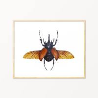 Image 1 of Five Horned Rhino Beetle Watercolor Illustration PRINT 